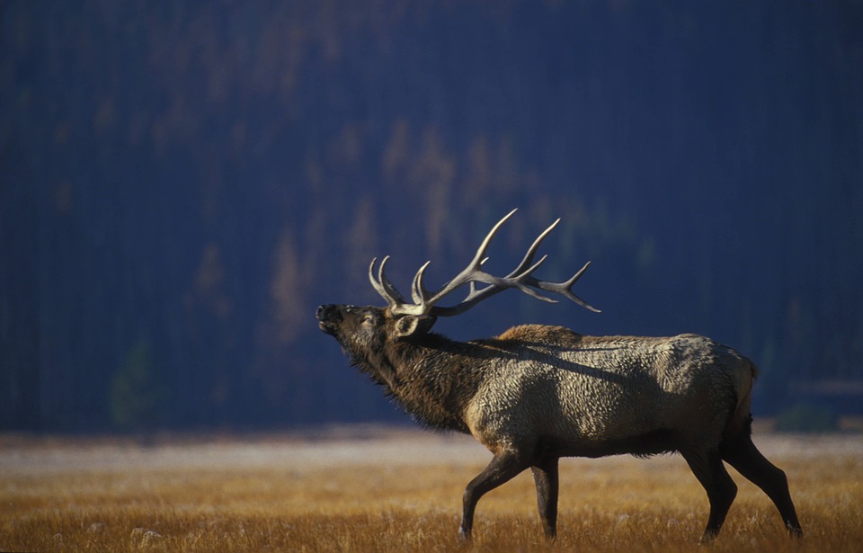 elk-801658_960_720